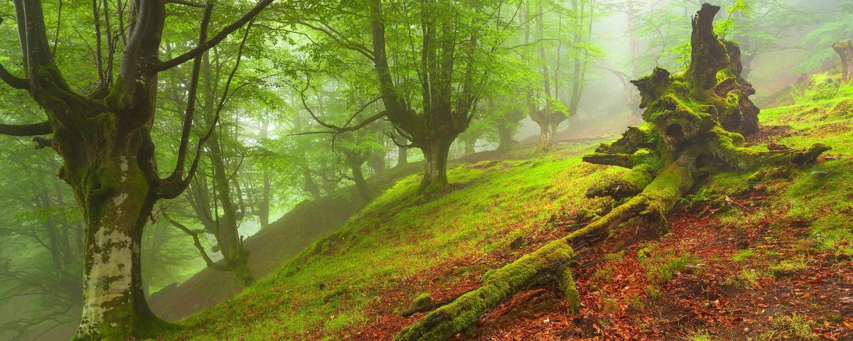 آشنایی با جنگل الیمستان | مرکز مشاوره سفر اصفهان تور